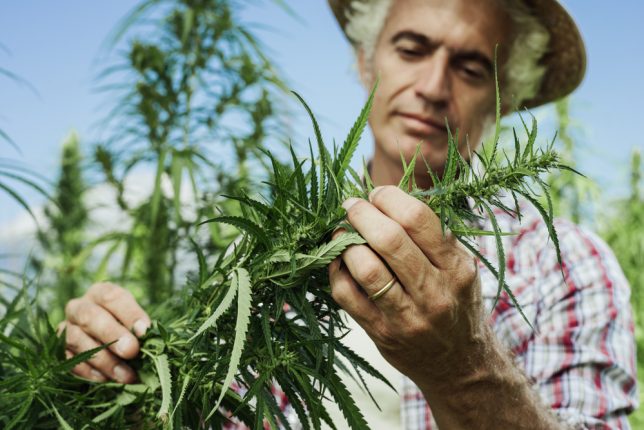 Vendita di cannabis